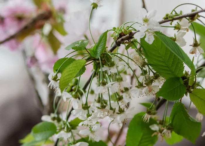 Appartement Ts Gold New Town & Free Private Parking