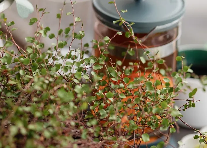 Ts Gold New Town & Free Private Parking Szczecin